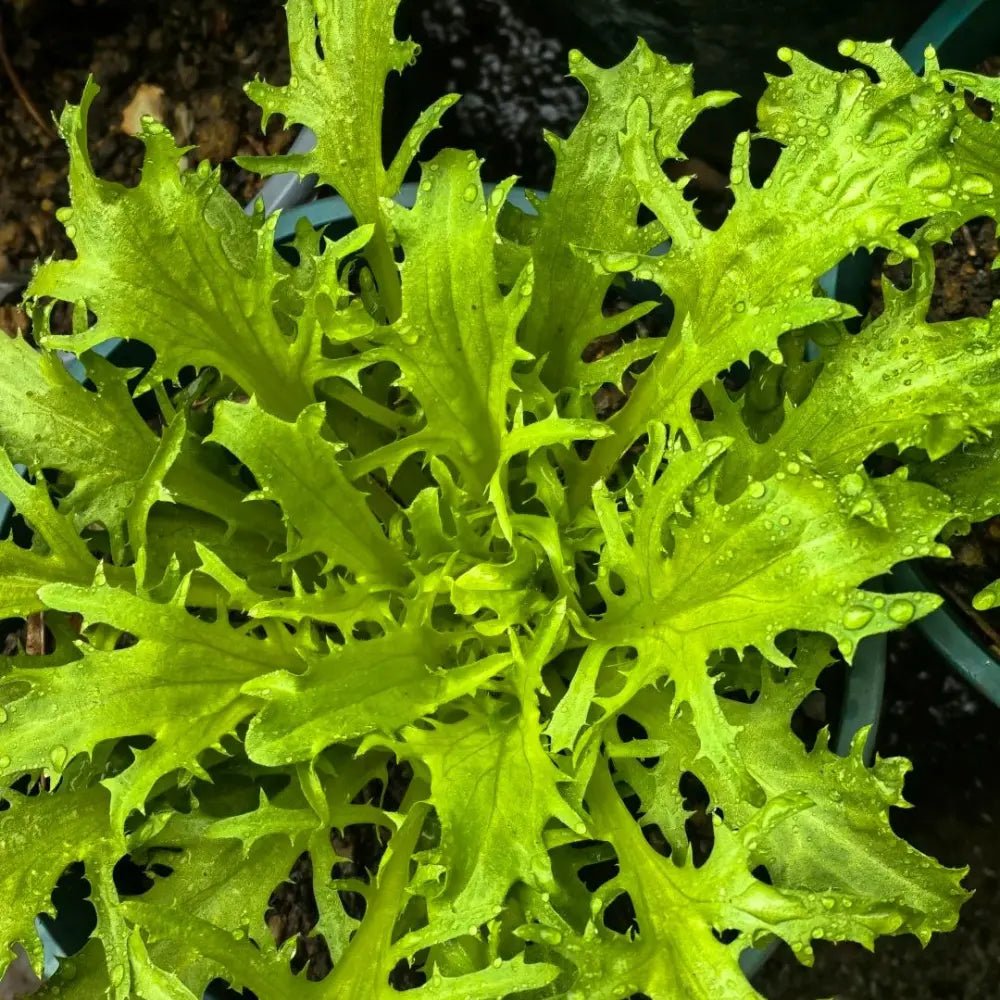 Fine Leaf Endive Seeds - Verdseeds