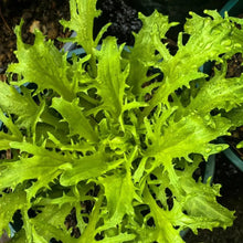 Fine Leaf Endive Seeds - Verdseeds