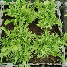 Fine Leaf Endive Seeds - Verdseeds