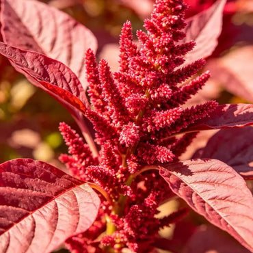 Fingers Red Leaves Red Flowers Love Lies Bleeding Seeds - Verdseeds