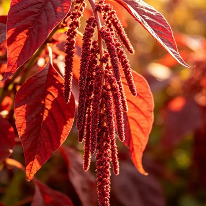 Fingers Red Leaves Red Flowers Love Lies Bleeding Seeds - Verdseeds