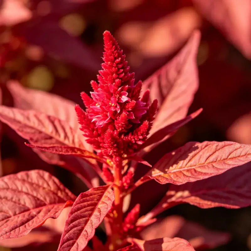 Fingers Red Leaves Red Flowers Love Lies Bleeding Seeds - Verdseeds