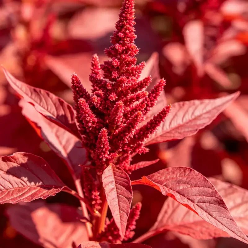 Fingers Red Leaves Red Flowers Love Lies Bleeding Seeds - Verdseeds