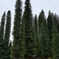 Fir Tree Seeds - Verdseeds