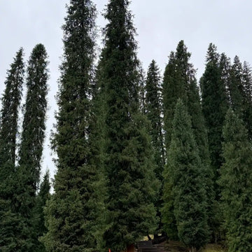 Fir Trees
