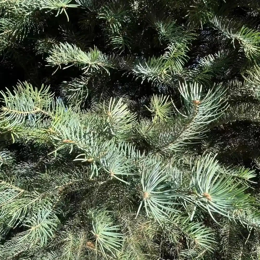Fir Tree Seeds - Verdseeds