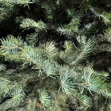Fir Tree Seeds - Verdseeds
