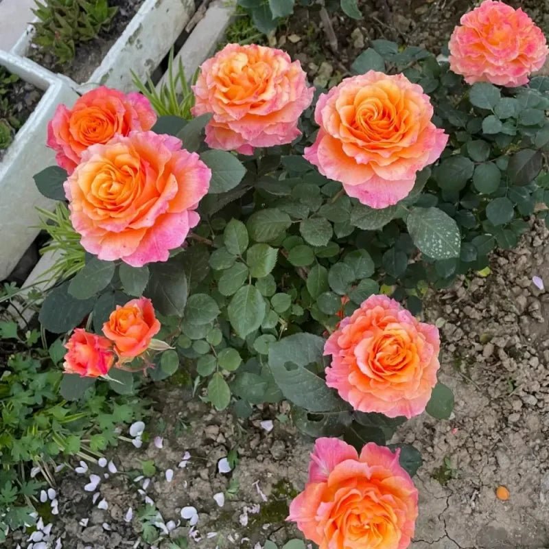 Firebird Garden Rose Seeds - Verdseeds