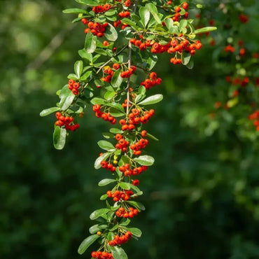 Firethorn Seeds - Verdseeds