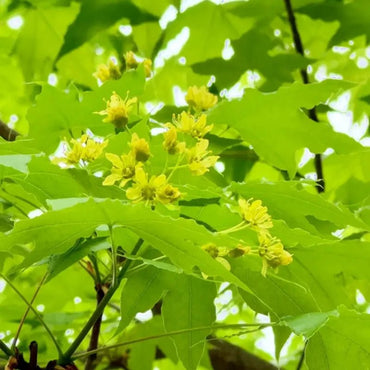 Five-Lobed Maple Seeds - Verdseeds