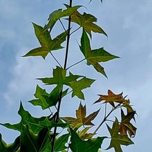 Five-Lobed Maple Seeds - Verdseeds