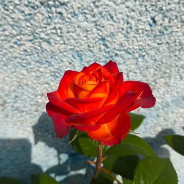 Flame Garden Rose Seeds - Verdseeds