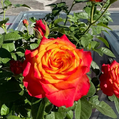 Flame Garden Rose Seeds - Verdseeds