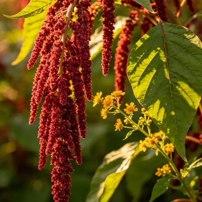 Flame Green Leaves Yellow Flowers Love Lies Bleeding Seeds - Verdseeds
