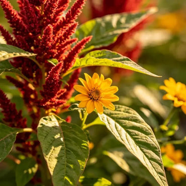Flame Green Leaves Yellow Flowers Love Lies Bleeding Seeds - Verdseeds