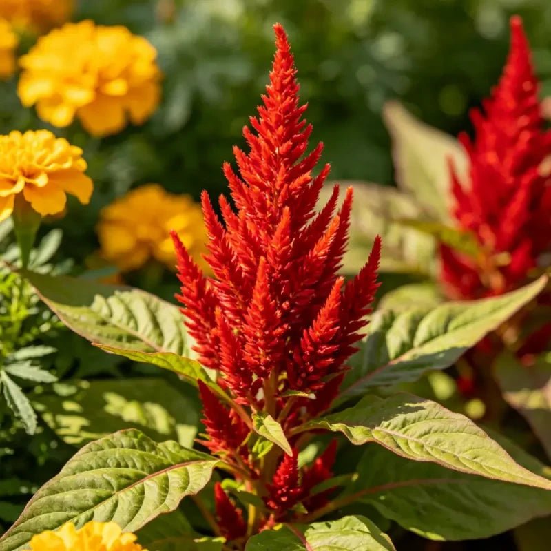 Flame Green Leaves Yellow Flowers Love Lies Bleeding Seeds - Verdseeds