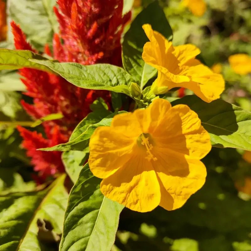 Flame Green Leaves Yellow Flowers Love Lies Bleeding Seeds - Verdseeds