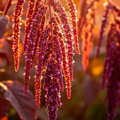 Flame Spike Love Lies Bleeding Seeds - Verdseeds