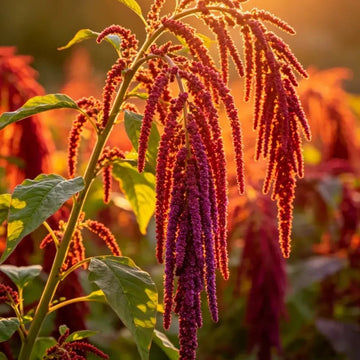 Love Lies Bleeding