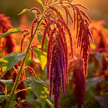 Flame Spike Love Lies Bleeding Seeds - Verdseeds