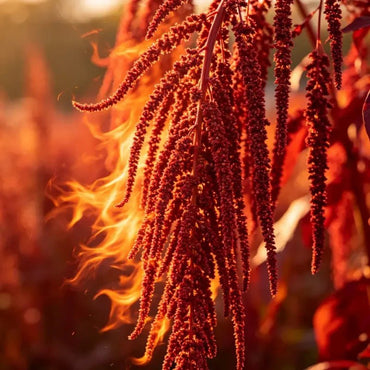 Flame Spike Love Lies Bleeding Seeds - Verdseeds