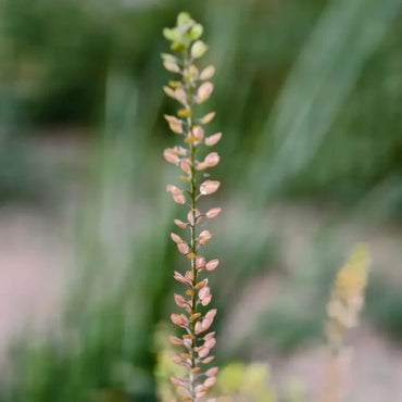 Flixweed Seeds - Verdseeds