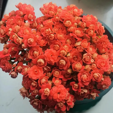 Flower Creek Kalanchoe Seeds - Verdseeds