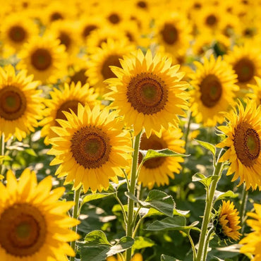 Flower Sunflower Yellow - Verdseeds