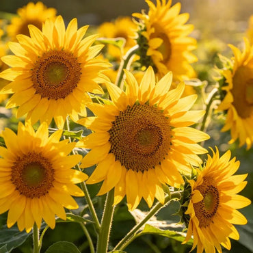 Flower Sunflower Yellow - Verdseeds