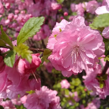 Flowering Almond Seeds - Verdseeds