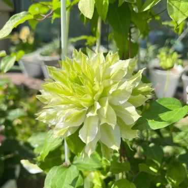 Forest Wind Clematis Seeds - Verdseeds