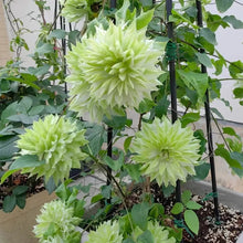 Forest Wind Clematis Seeds - Verdseeds