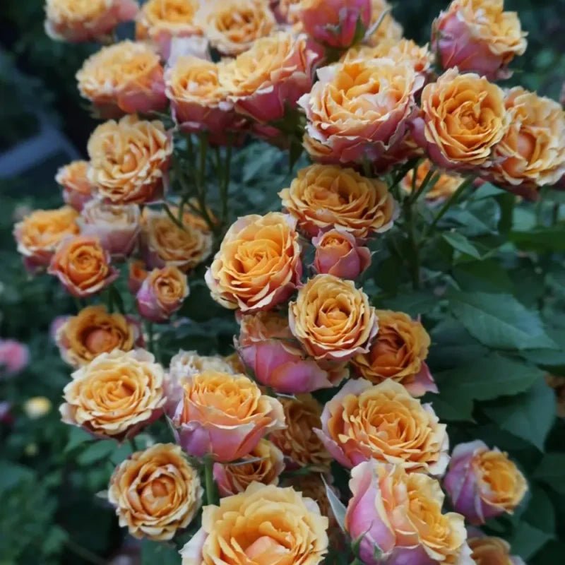 Forever Naples Garden Rose Seeds - Verdseeds