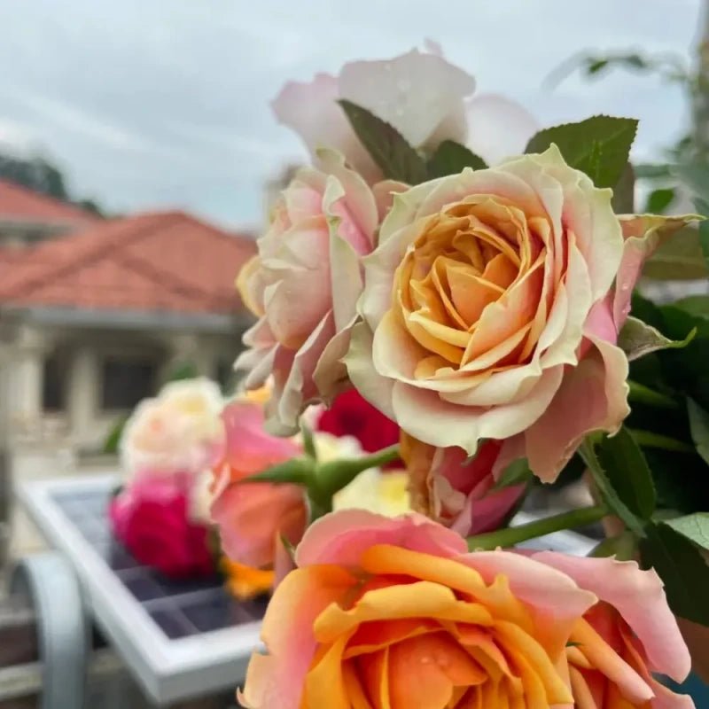Forever Naples Garden Rose Seeds - Verdseeds