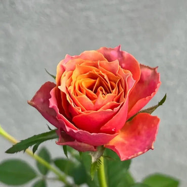 Forever Naples Garden Rose Seeds - Verdseeds