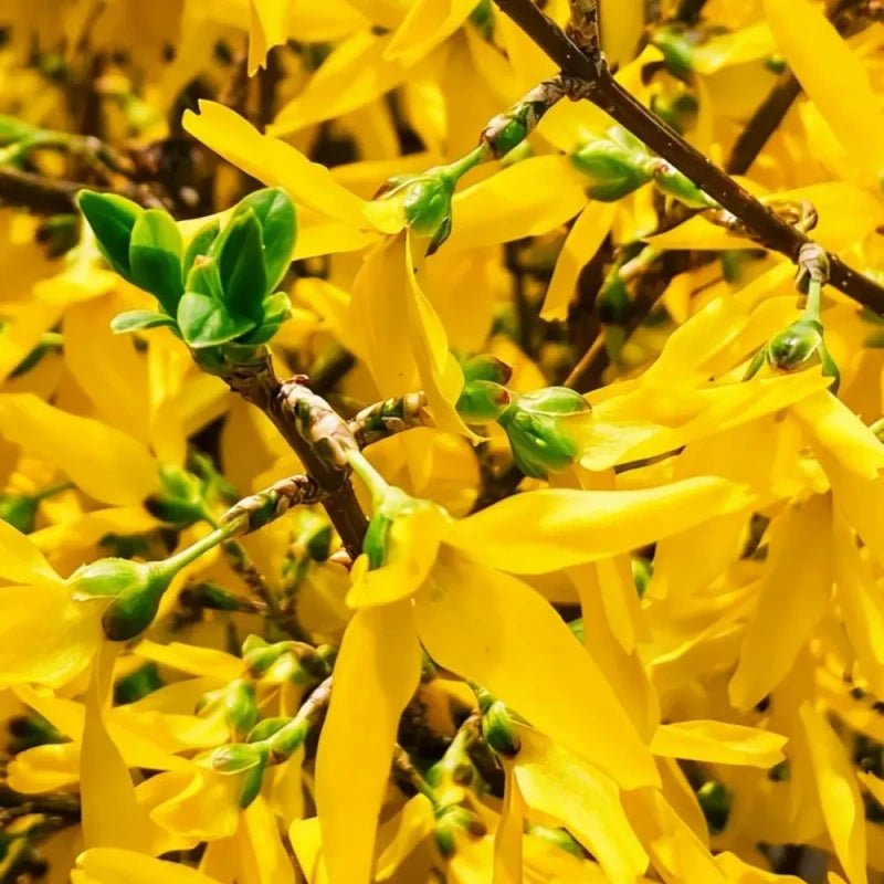 Forsythia Seeds - Verdseeds