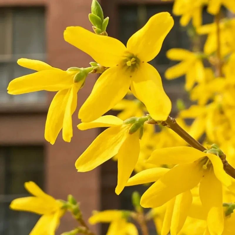 Forsythia Seeds - Verdseeds
