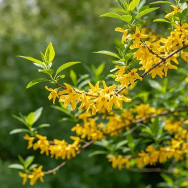 Forsythia Seeds - Verdseeds