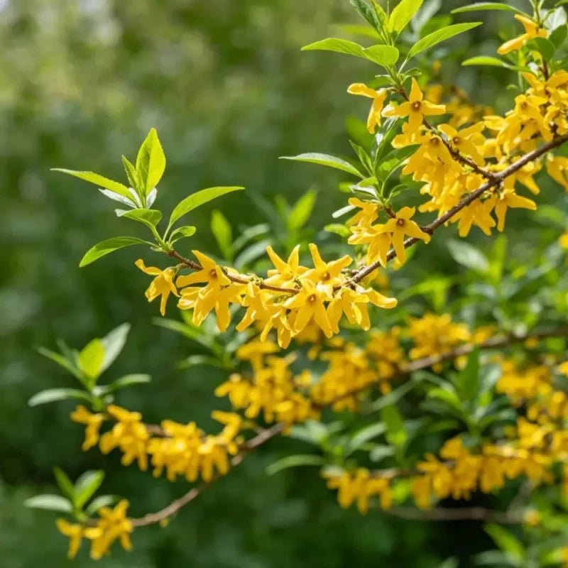 Forsythia Seeds - Verdseeds