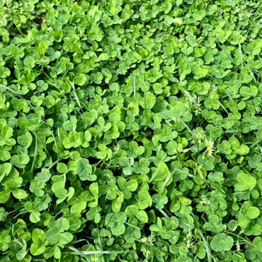 Four-Leaf Clover Seeds - Verdseeds