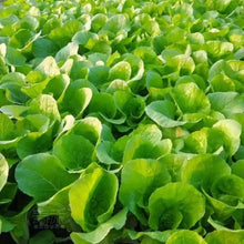 Four Seasons Butter Bok Choy Seeds - Verdseeds