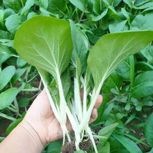 Four Seasons Butter Bok Choy Seeds - Verdseeds