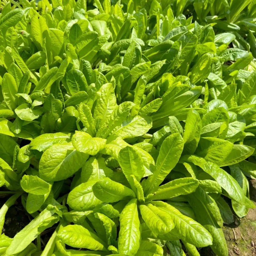 Four Seasons Romaine Lettuce Seeds - Verdseeds
