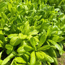 Four Seasons Romaine Lettuce Seeds - Verdseeds