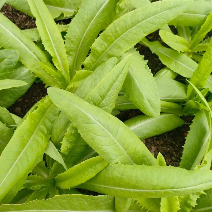 Four Seasons Romaine Lettuce Seeds - Verdseeds