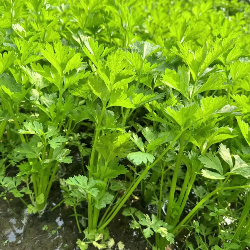 Four Seasons Small Leaf Celery Seeds - Verdseeds