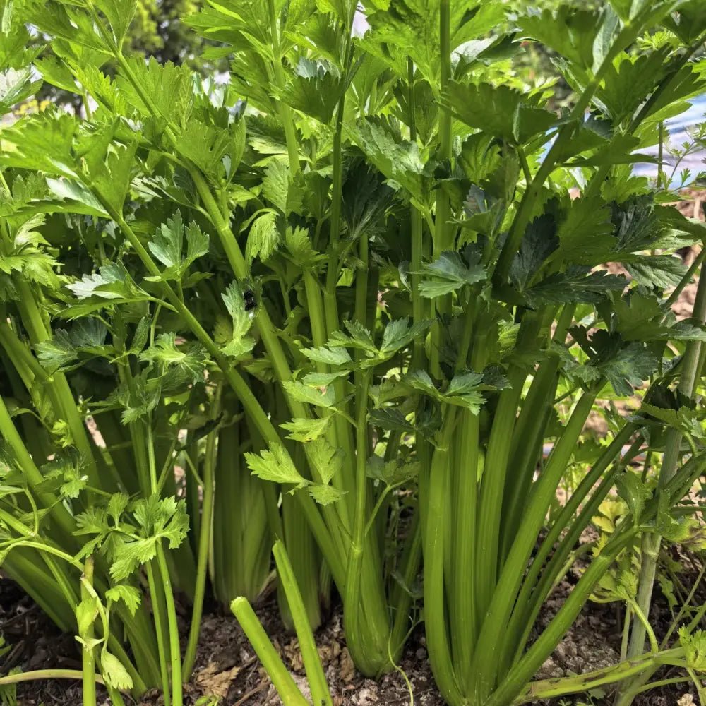 Four Seasons Small Leaf Celery Seeds - Verdseeds