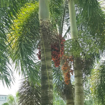 Foxtail Palms