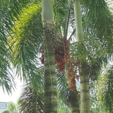 Foxtail Palm Seeds - Verdseeds