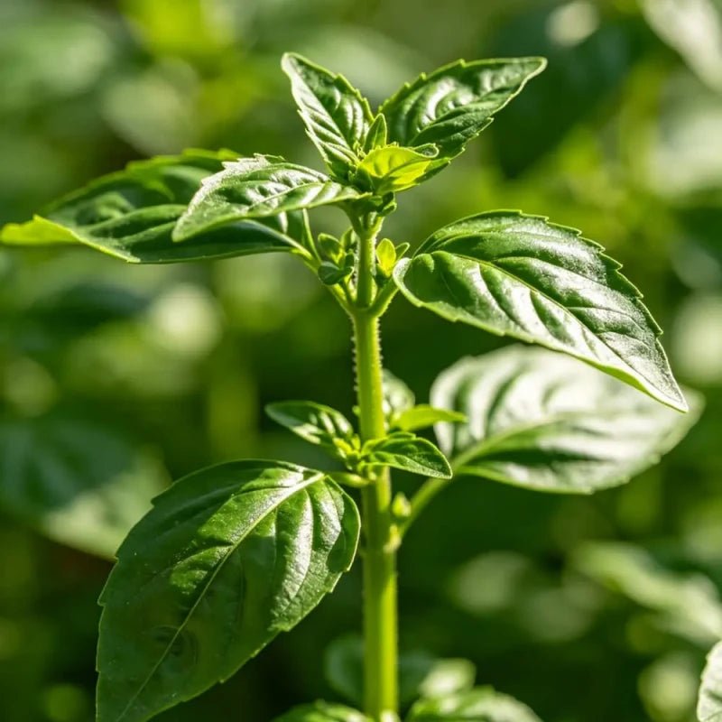Fragrant Basil Seeds - Verdseeds
